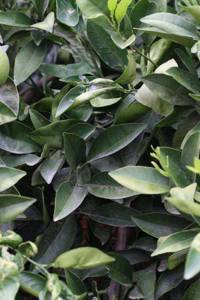              Sun leaves (Riverside, CA)       